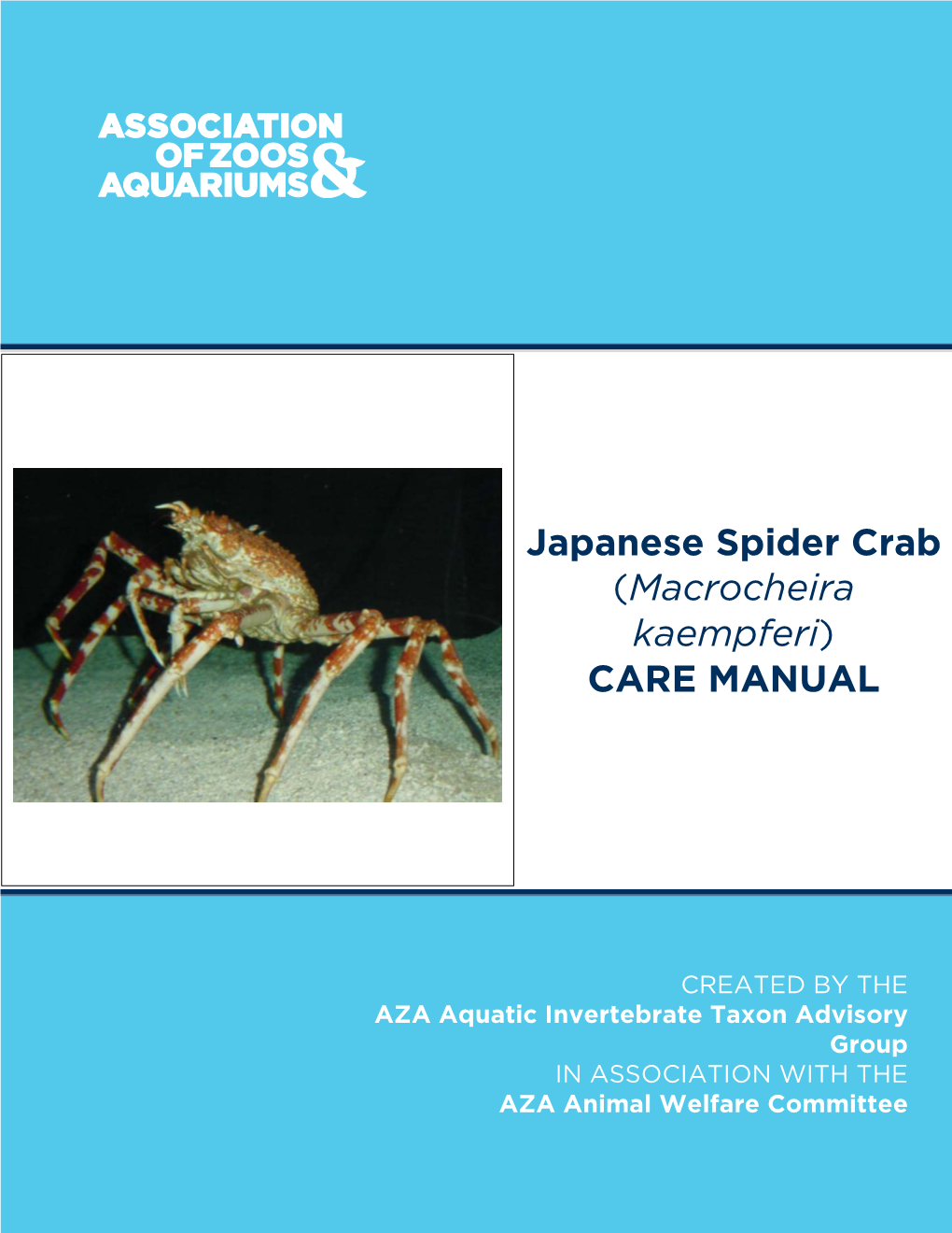 Japanese Spider Crab (Macrocheira Kaempferi) CARE MANUAL