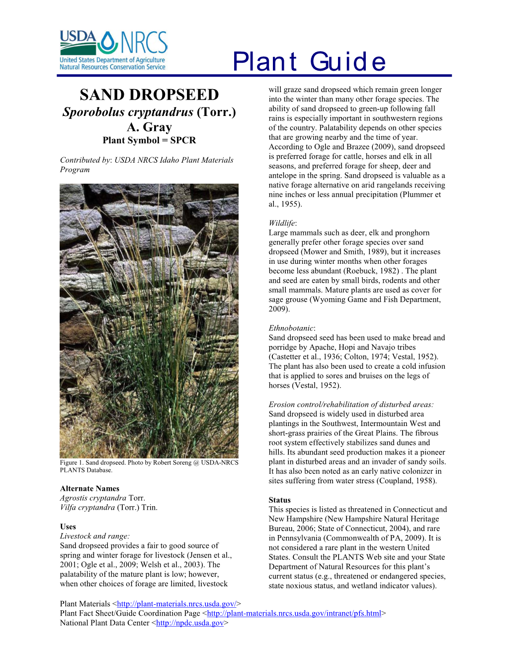 Sand Dropseed (Sporobolus Cryptandrus) Plant Guide