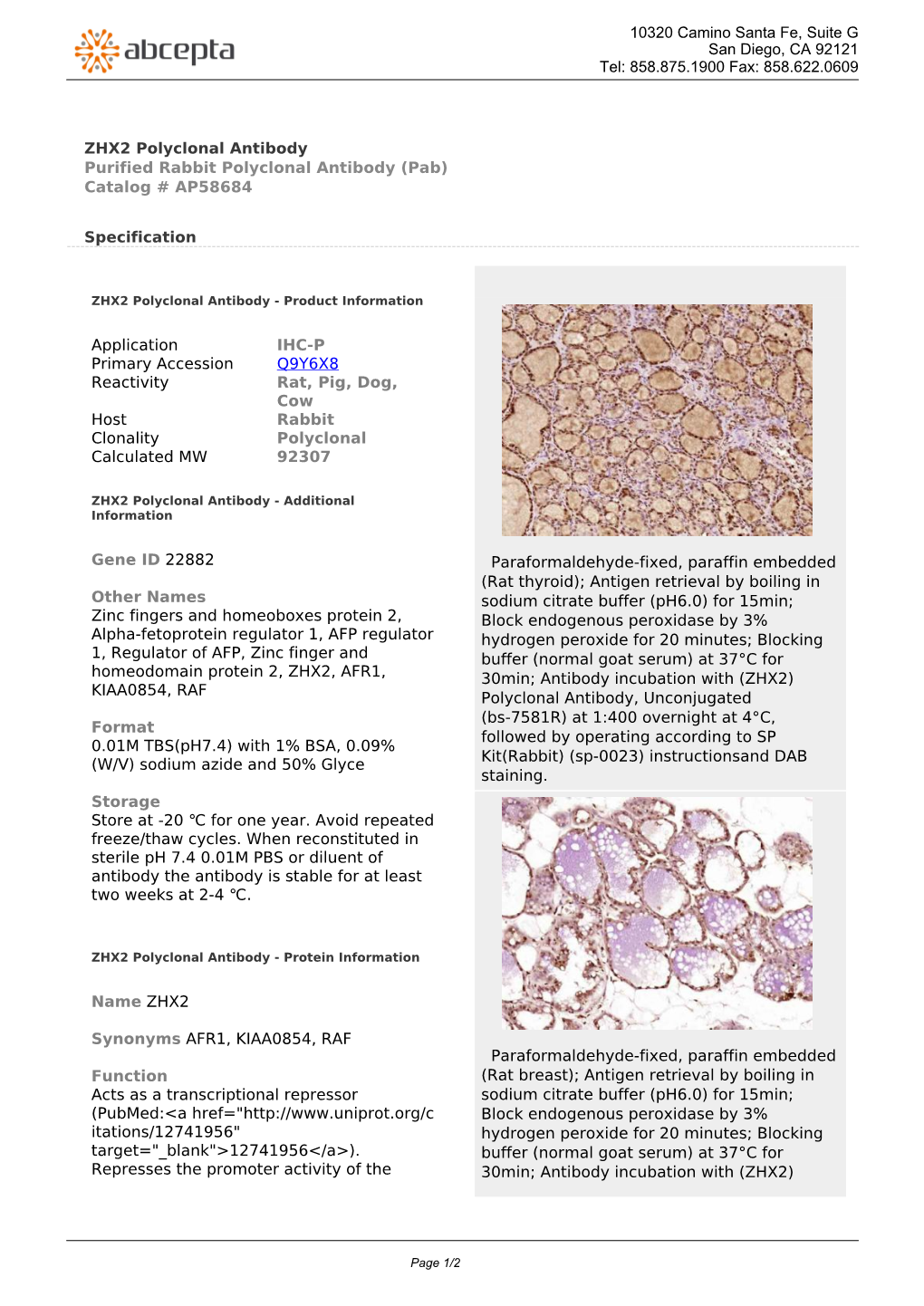 ZHX2 Polyclonal Antibody Purified Rabbit Polyclonal Antibody (Pab) Catalog # AP58684