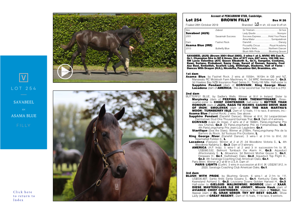 SAVABEEL ASAMA BLUE Lot 254 BROWN FILLY