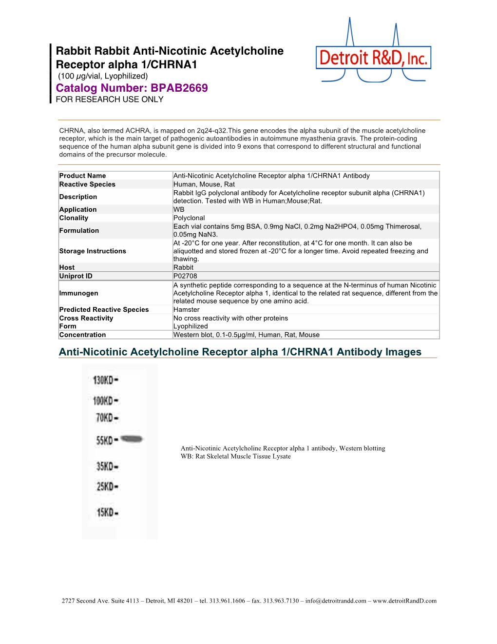 Rabbit Rabbit Anti-Nicotinic Acetylcholine Receptor Alpha 1/CHRNA1