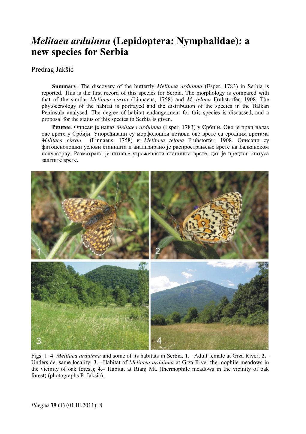 Melitaea Arduinna (Lepidoptera: Nymphalidae): a New Species for Serbia