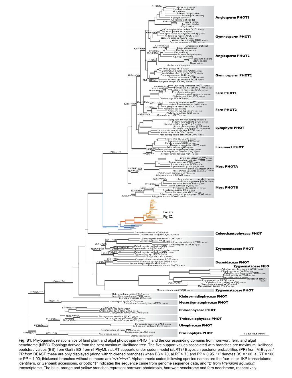 Fig. S1. Phylogenetic Relationships of Land Plant and Algal Phototropin (PHOT) and the Corresponding Domains from Hornwort, Fern, and Algal Neochrome (NEO)