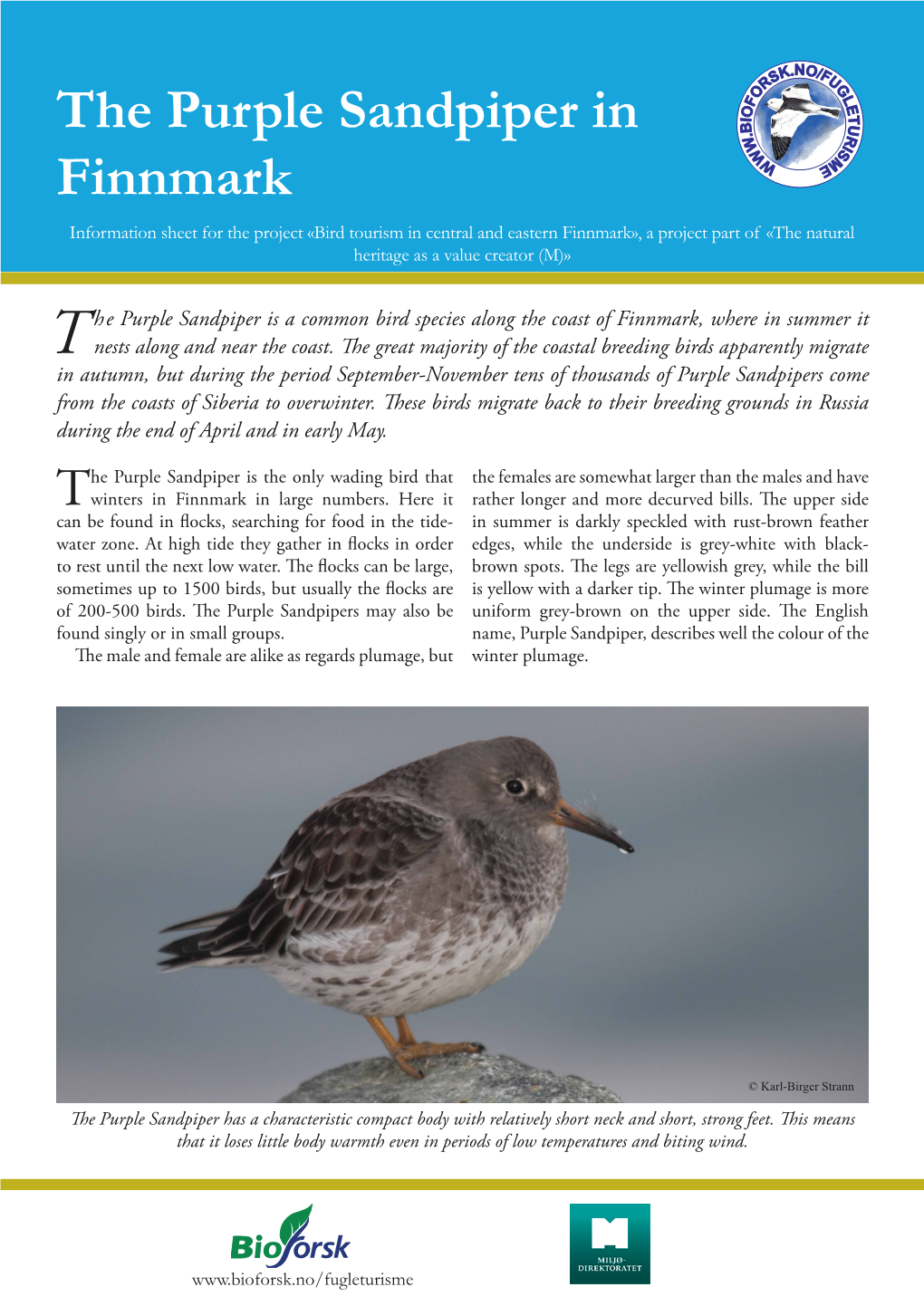 The Purple Sandpiper in Finnmark