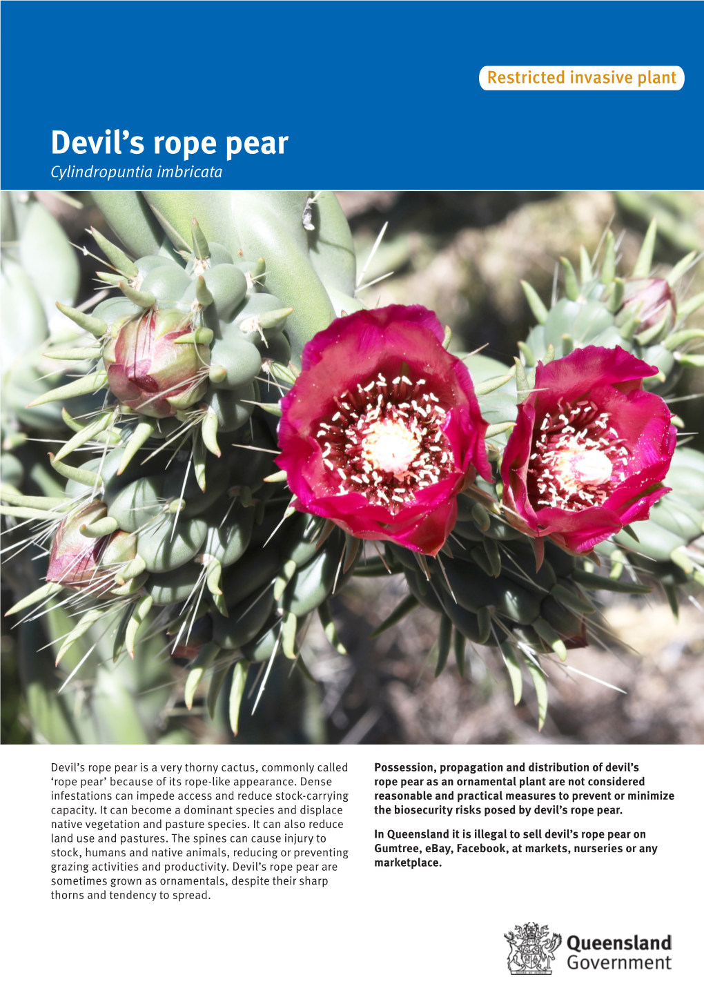 Devil's Rope Pear (Cylindropuntia Imbricata)