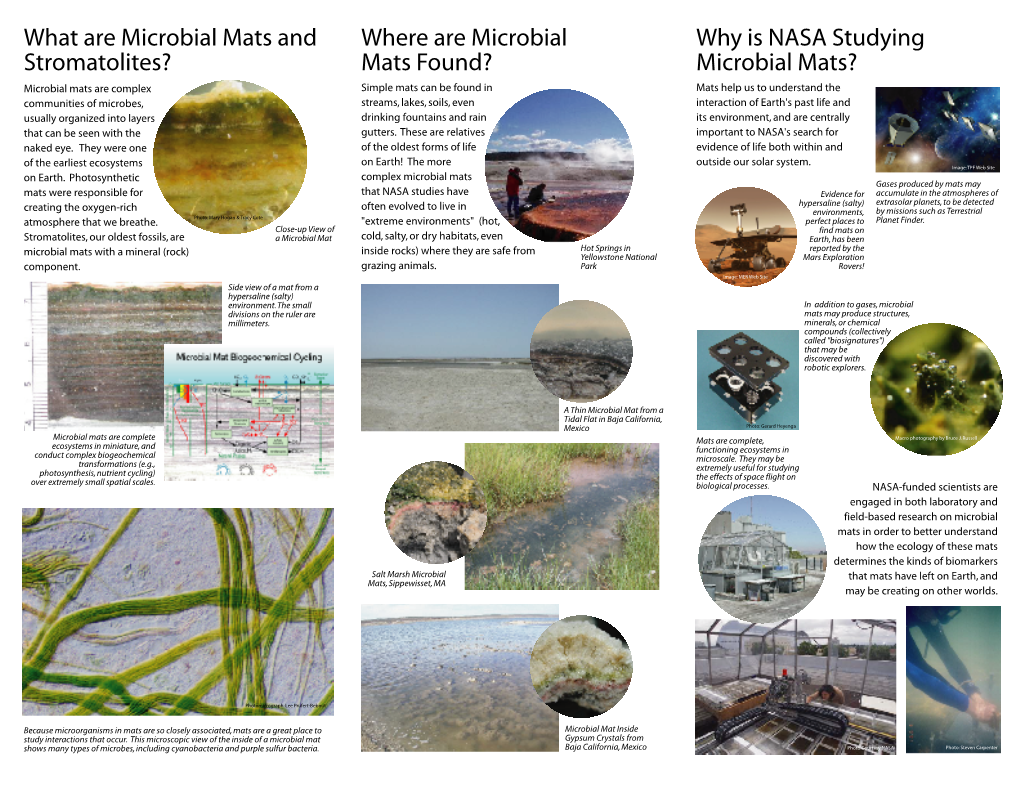 What Are Microbial Mats and Stromatolites?