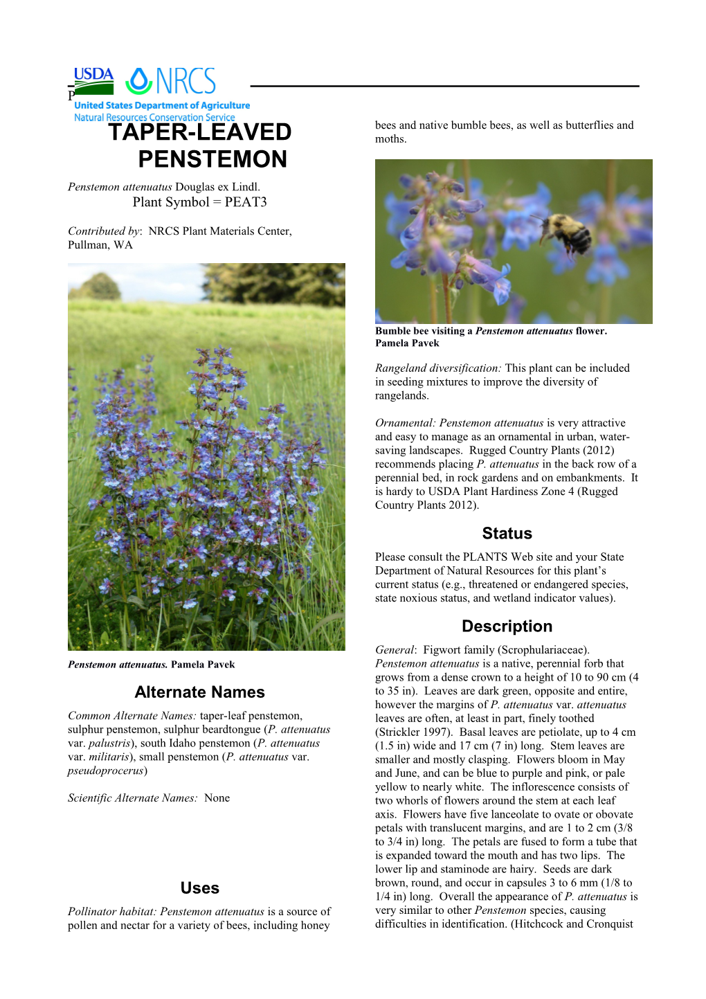 Taper-Leaved Penstemon Plant Guide