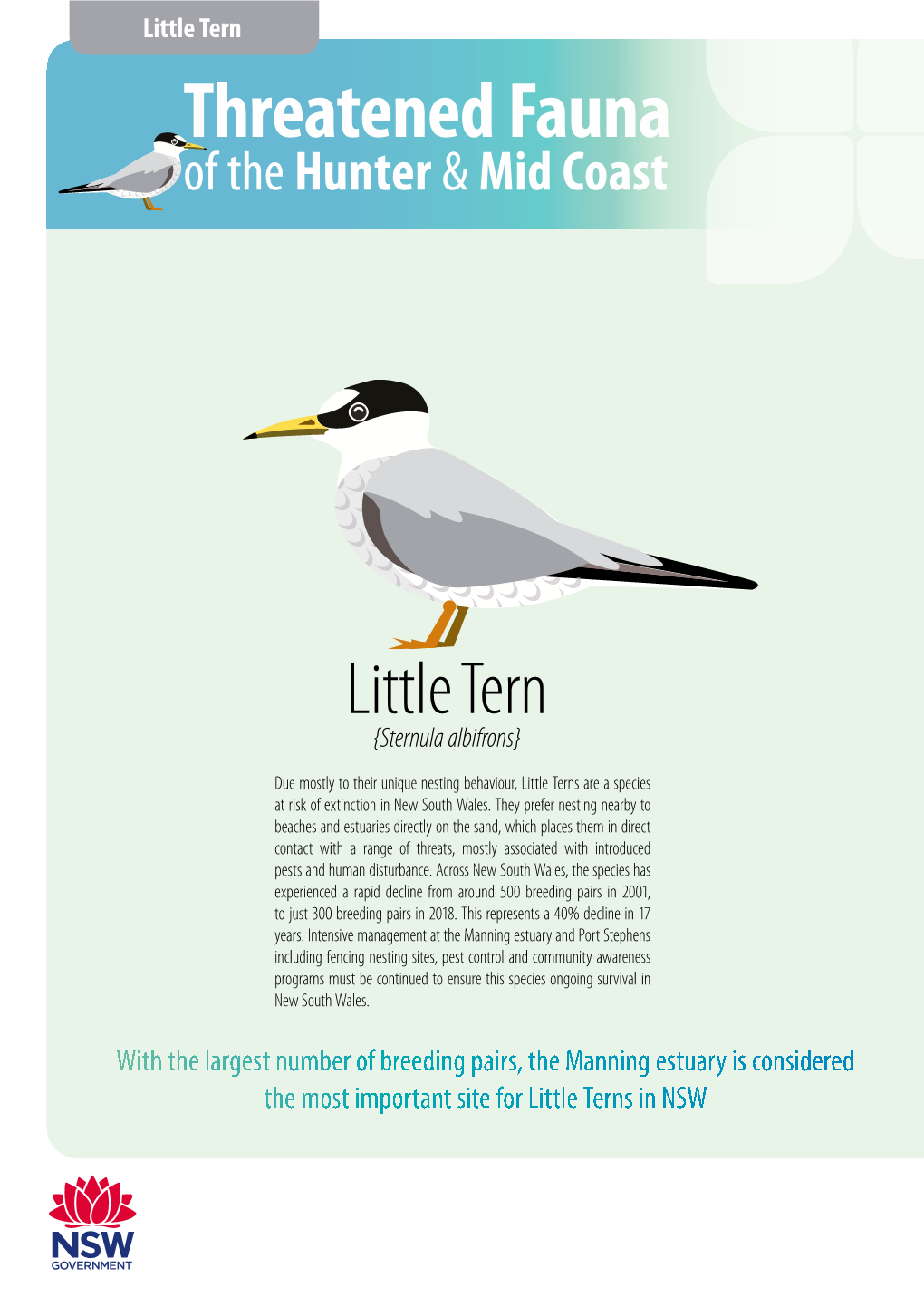 Little Tern { Threatened Fauna of the Hunter & Mid Coast