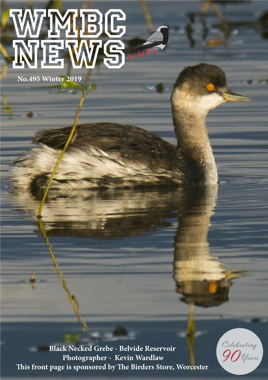 Black Necked Grebe