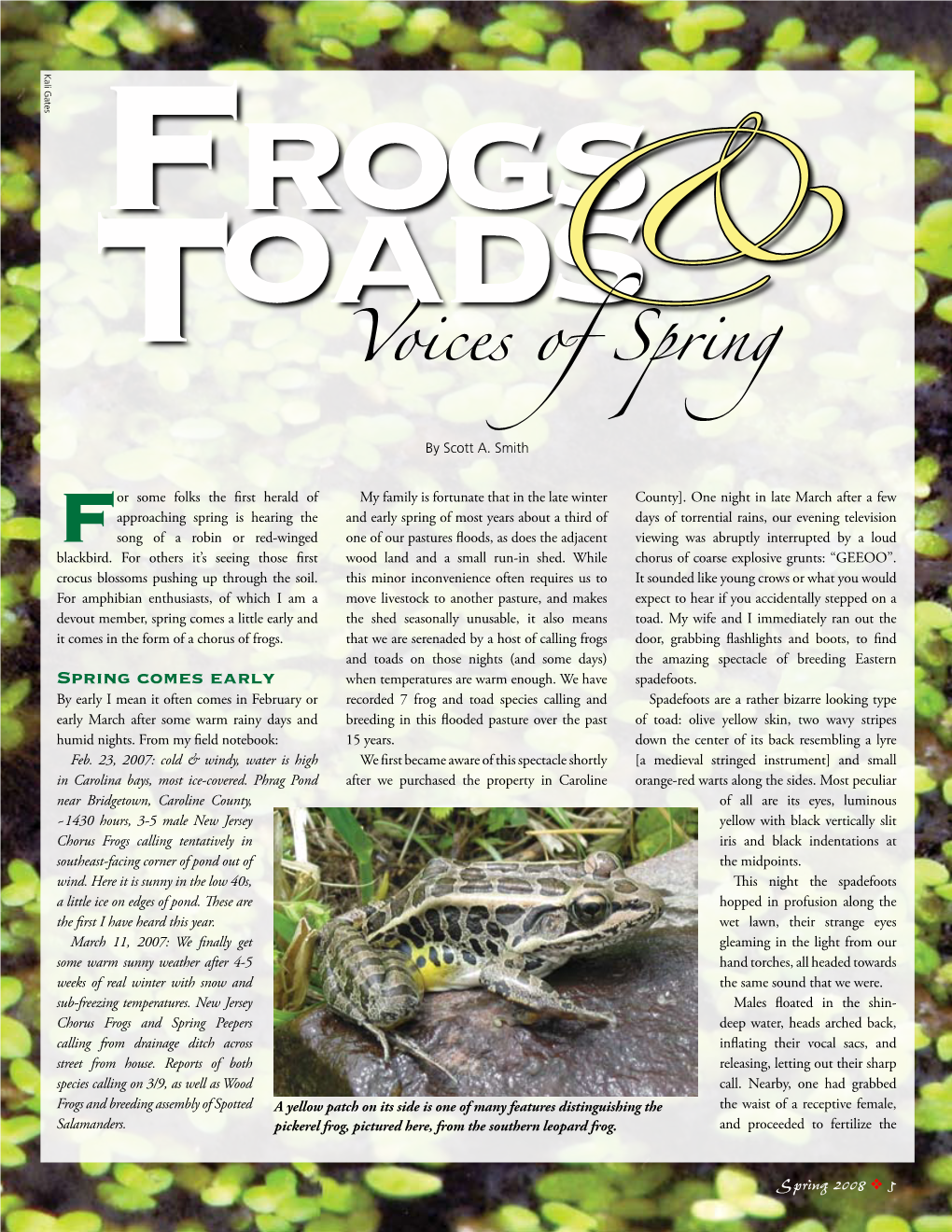 Frogs Toads Voices Of& Spring by Scott A