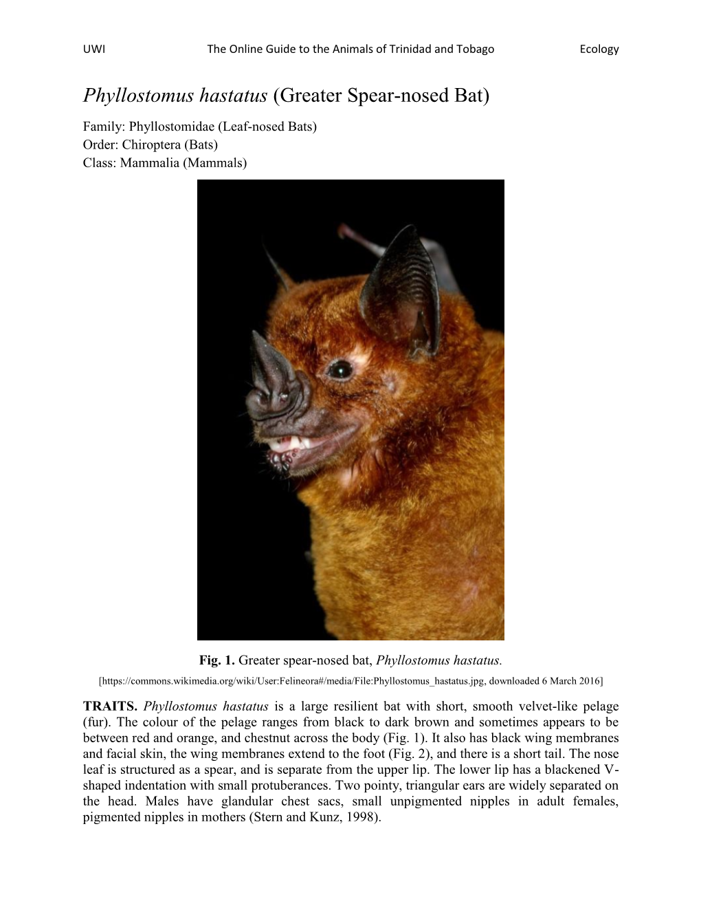 Phyllostomus Hastatus (Greater Spear-Nosed Bat)