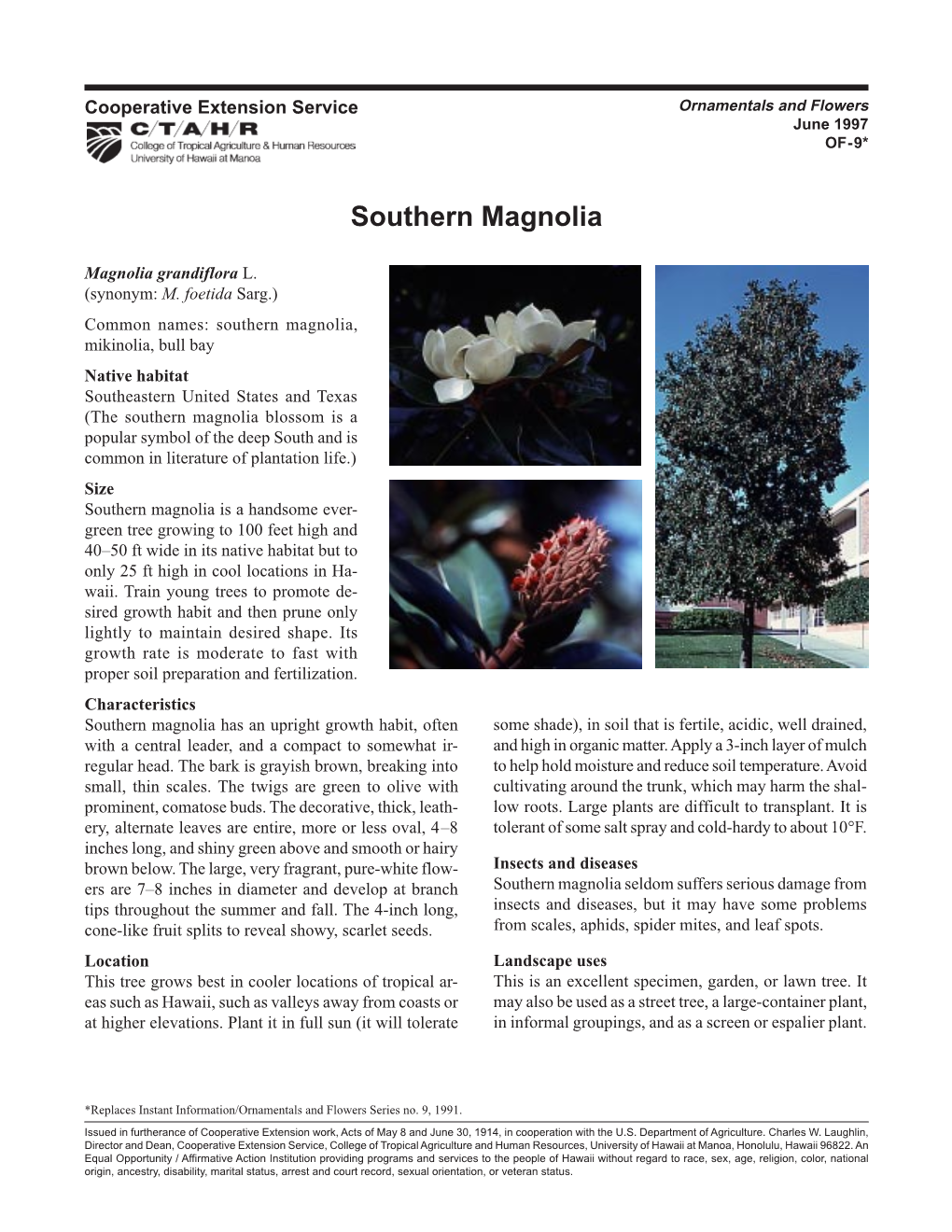 Southern Magnolia