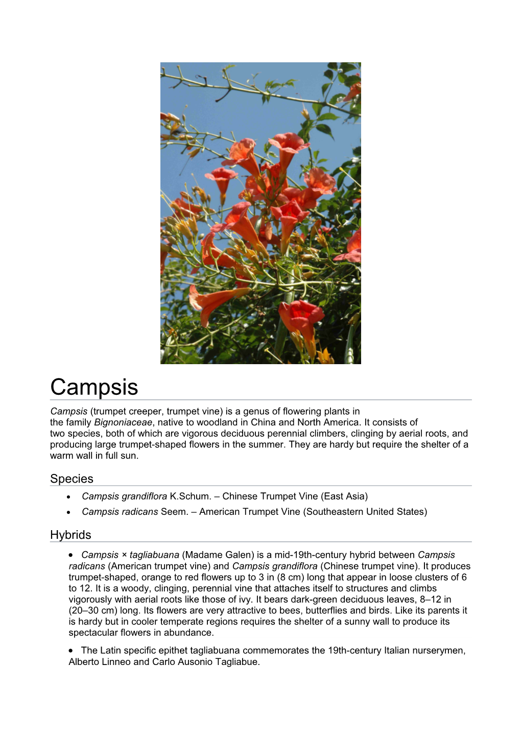 Campsis Campsis (Trumpet Creeper, Trumpet Vine) Is a Genus of Flowering Plants in the Family Bignoniaceae, Native to Woodland in China and North America