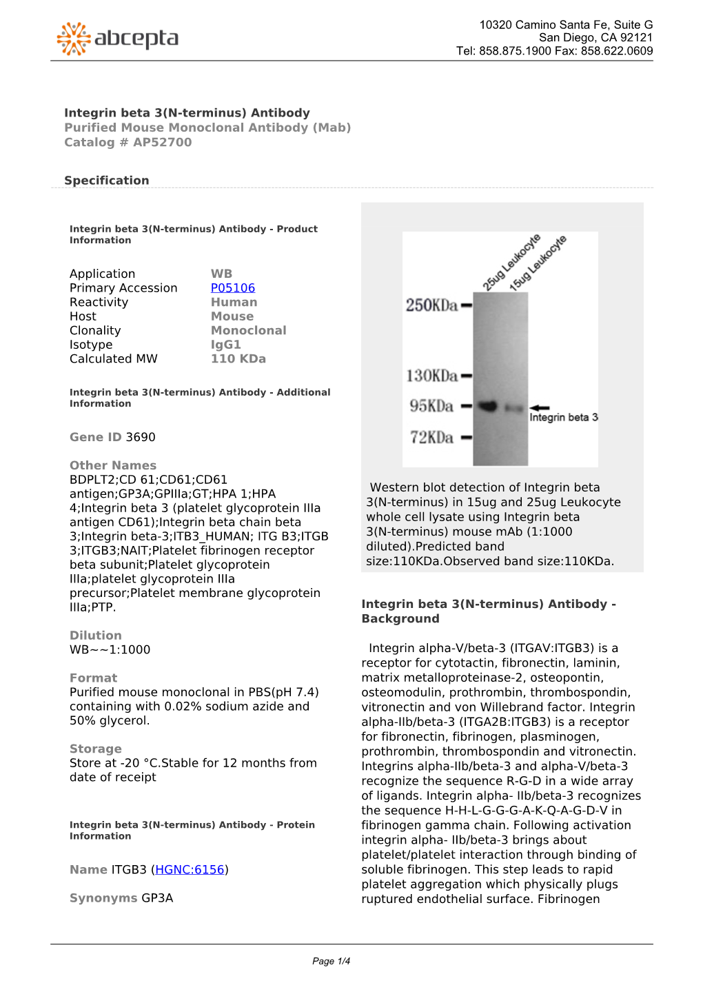 Integrin Beta 3(N-Terminus) Antibody Purified Mouse Monoclonal Antibody (Mab) Catalog # AP52700