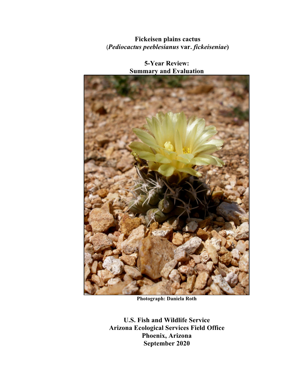 Fickeisen Plains Cactus (Pediocactus Peeblesianus Var