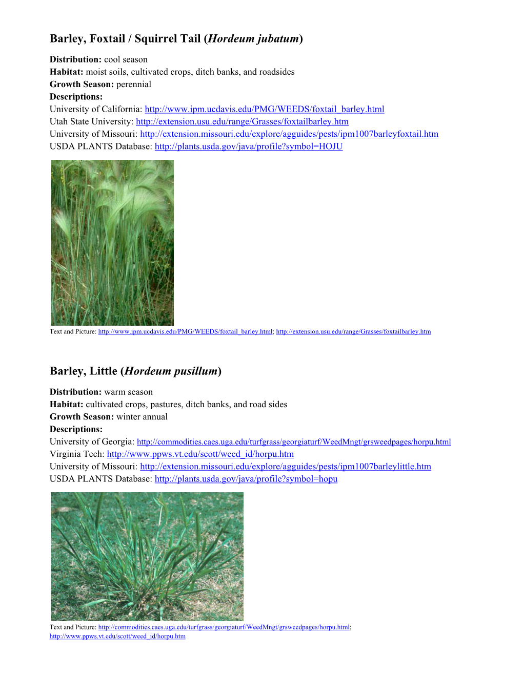 Barley, Little (Hordeum Pusillum)
