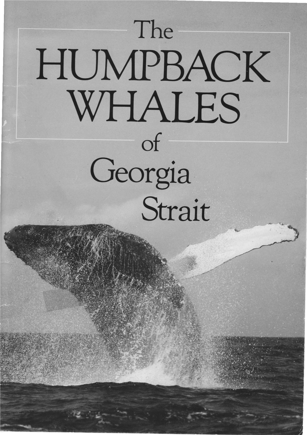 The Humpback Whales of Georgia Strait