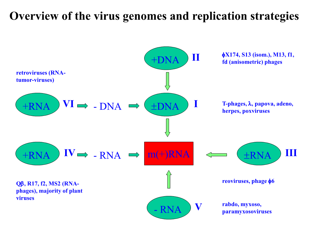 Overview of the Virus Genomes and Replication Strategies