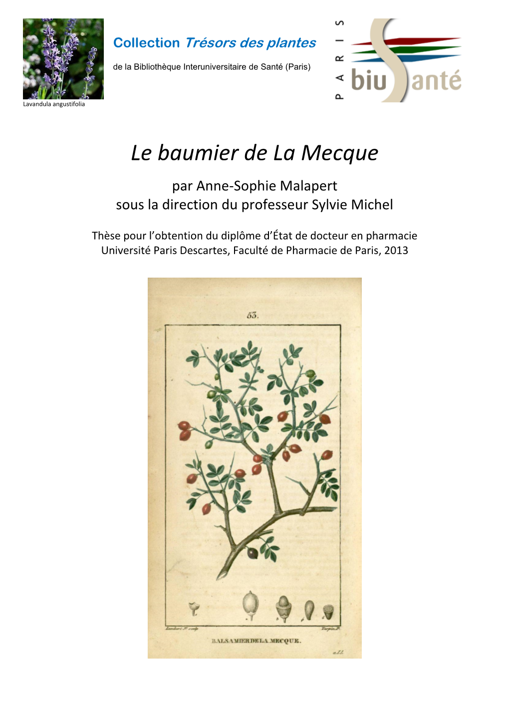 Le Baumier De La Mecque Par Anne-Sophie Malapert Sous La Direction Du Professeur Sylvie Michel