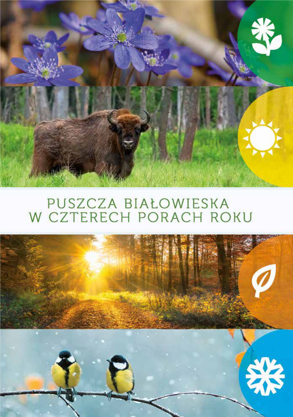 Puszcza Białowieska W Czterech Porach Roku 6 O Czym Szumi Puszcza? 7