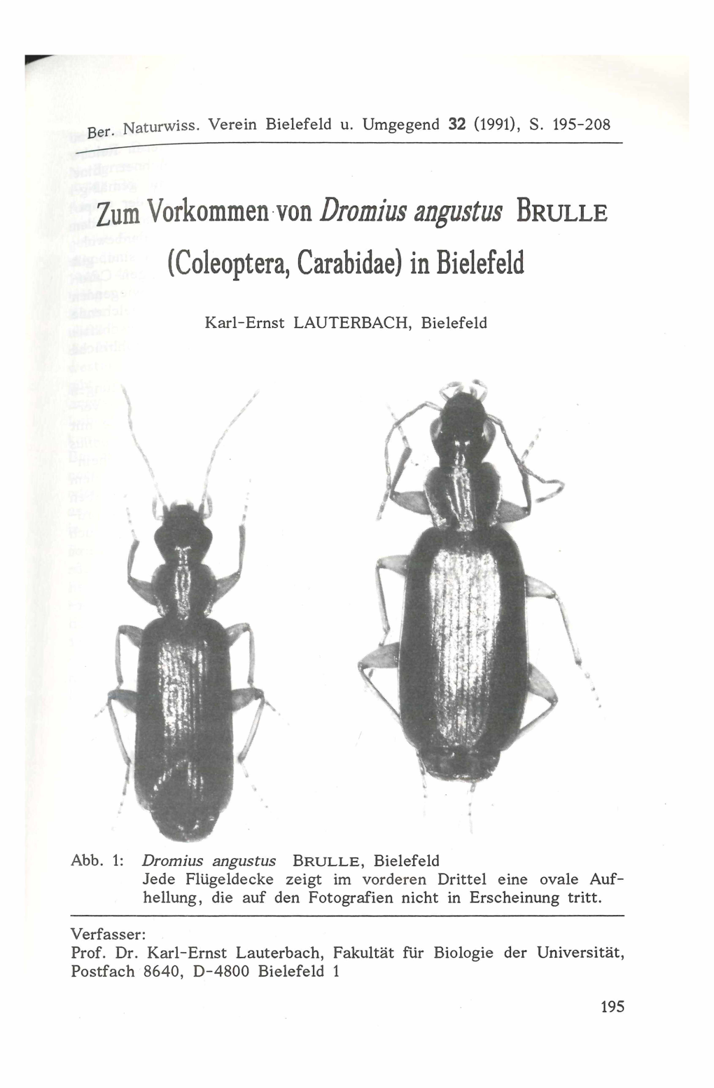 Zum Vorkommen Von Dromius (Coleóptera, Carabidae) in Bielefeld