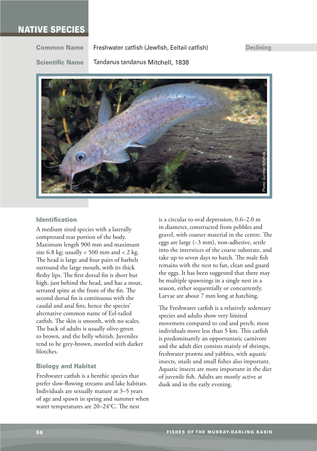 Factsheet Native Freshwater Catfish