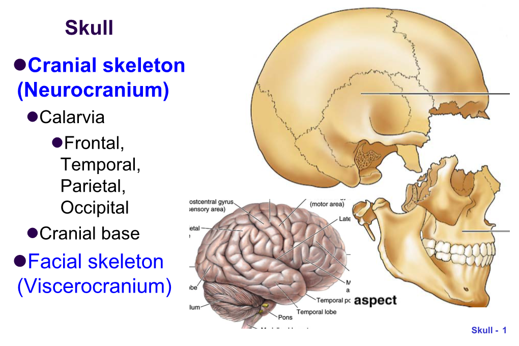 Skull Cranial Skeleton (Neurocranium)