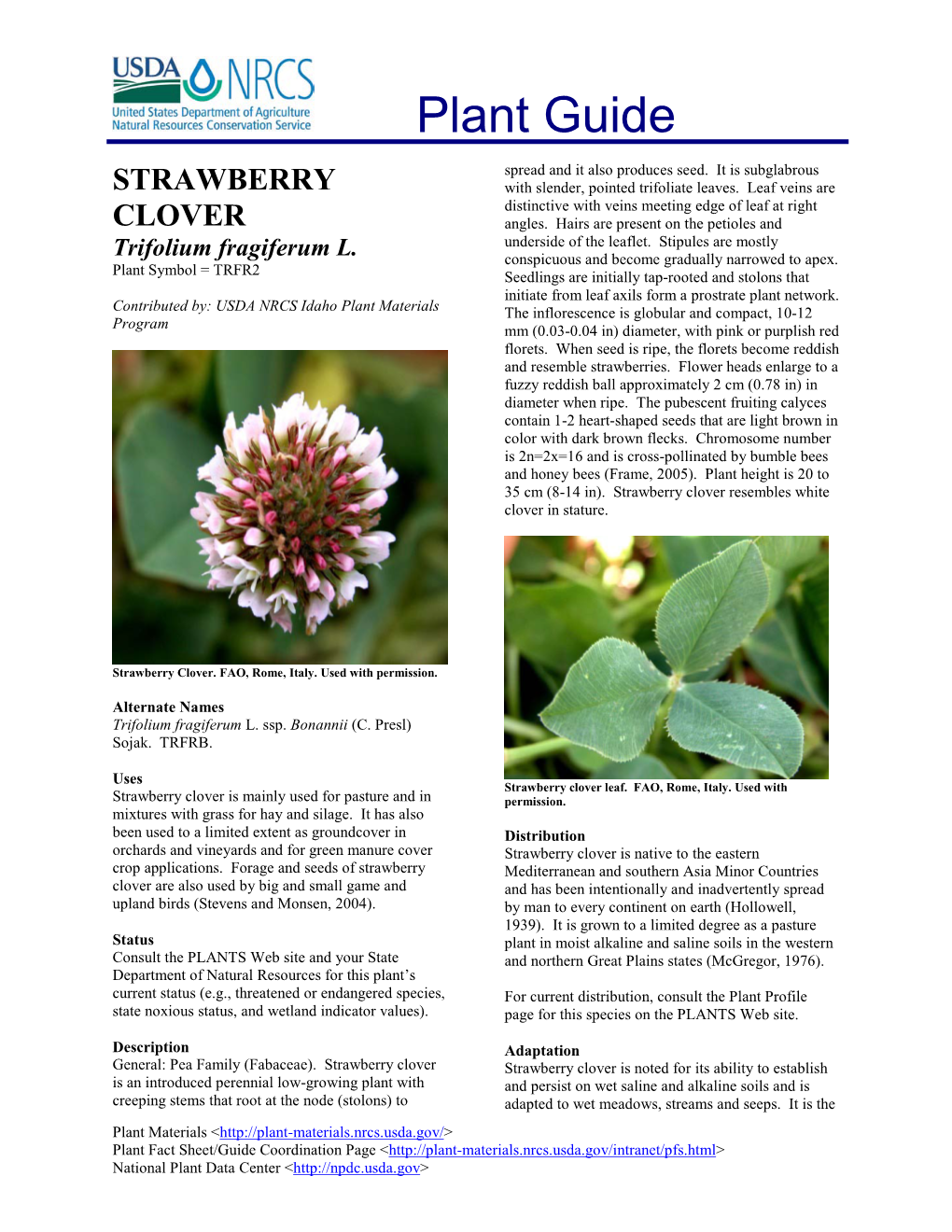 Plant Guide Strawberry Clover (Trifolium Fragiferum)