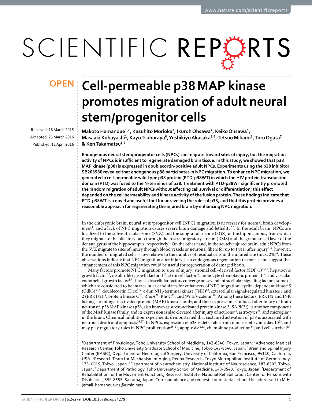 Cell-Permeable P38‹ MAP Kinase Promotes Migration of Adult Neural