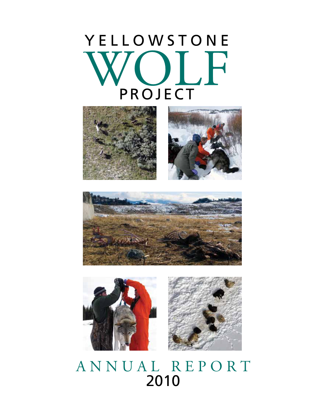 Yellowstone Project Annual Report 2010