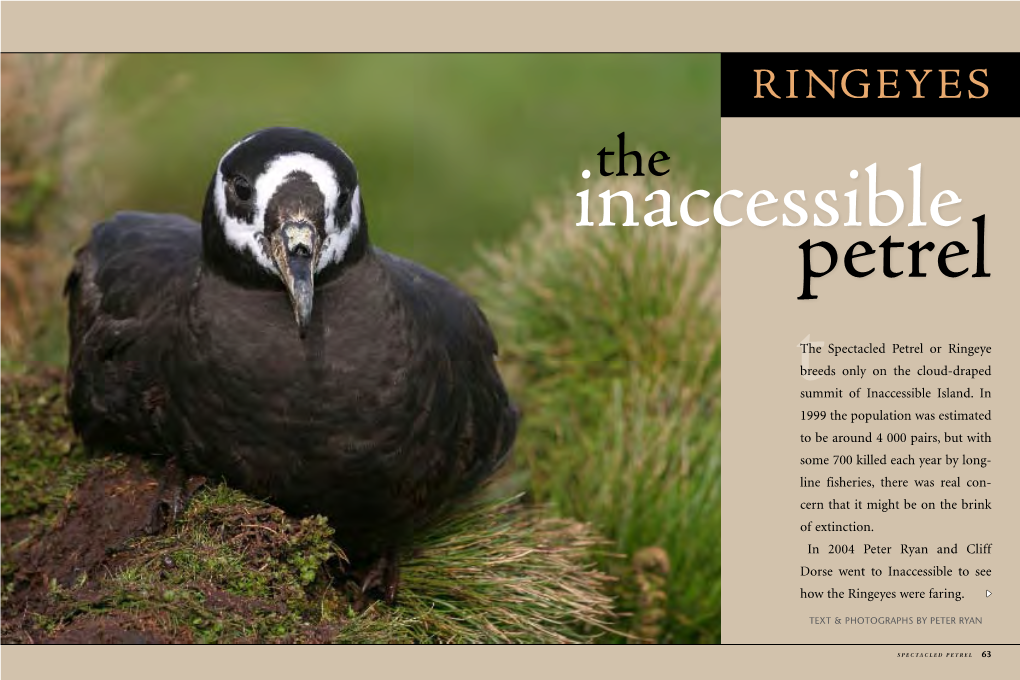 RINGEYES Inaccessiblethe Petrel