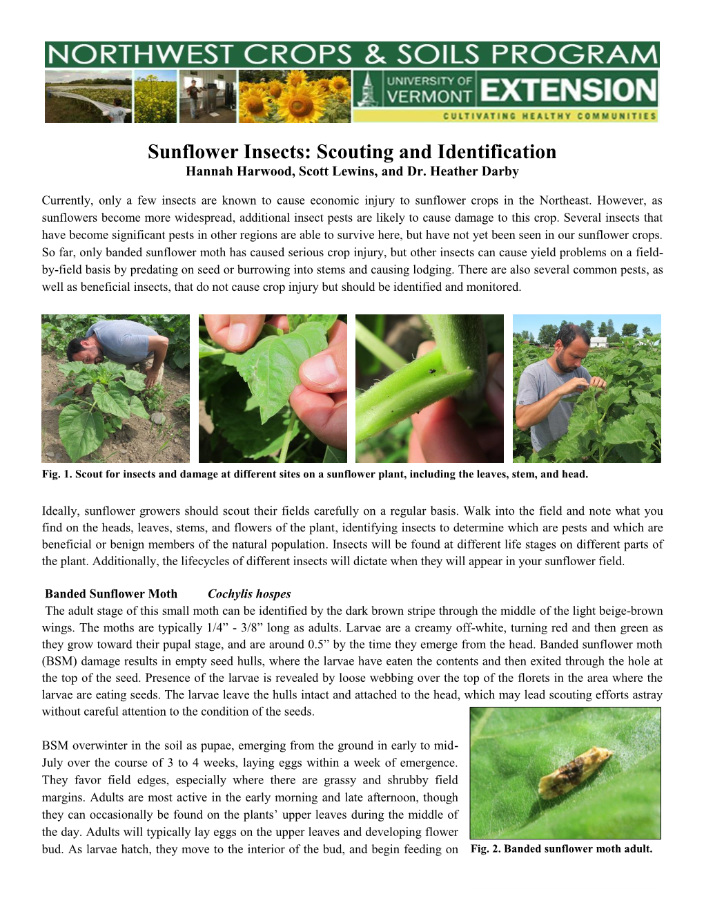 Sunflower Insects: Scouting and Identification Hannah Harwood, Scott Lewins, and Dr