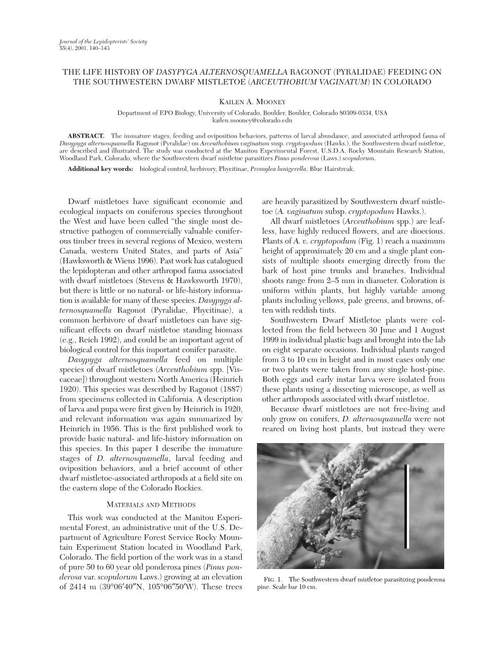 The Life History of Dasypyga Alternosquamella Ragonot (Pyralidae) Feeding on the Southwestern Dwarf Mistletoe (Arceuthobium Vaginatum) in Colorado