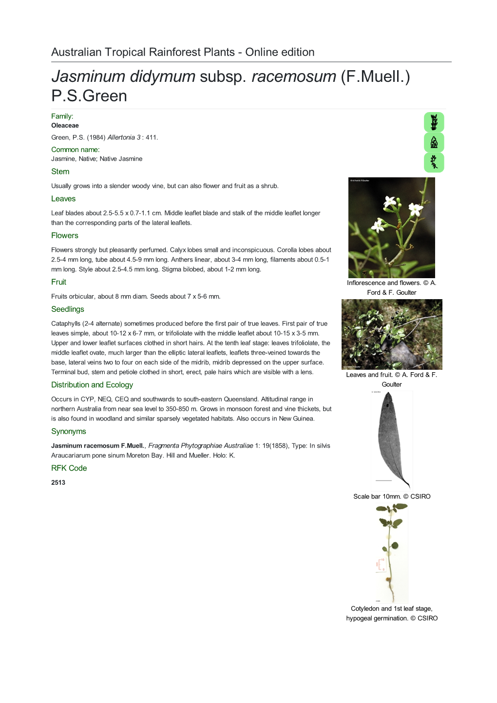 Jasminum Didymum Subsp. Racemosum (F.Muell.) P.S.Green Family: Oleaceae Green, P.S