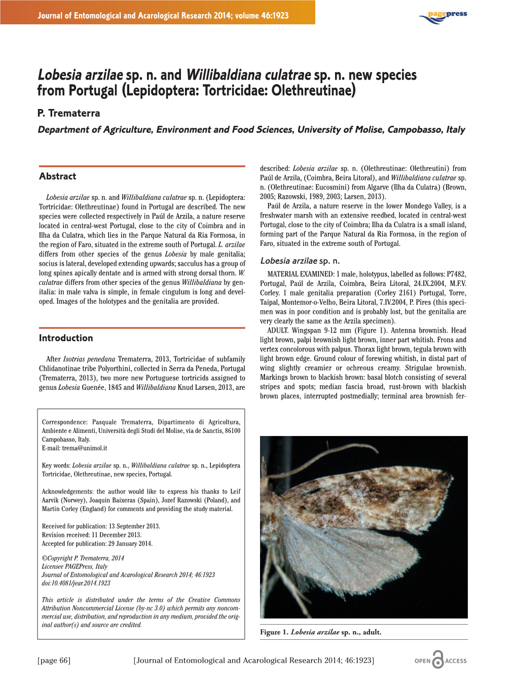 Lobesia Arzilae Sp. N. and Willibaldiana Culatrae Sp. N. New Species from Portugal (Lepidoptera: Tortricidae: Olethreutinae) P