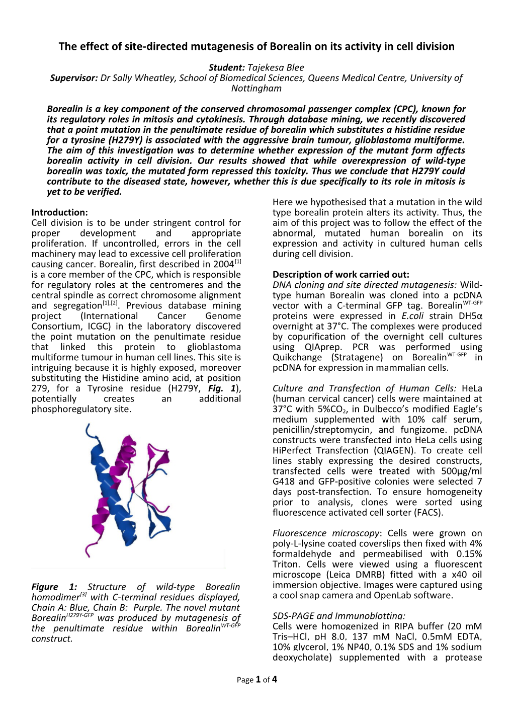 The Effect of Site-Directed Mutagenesis of Borealin on Its Activity in Cell Division