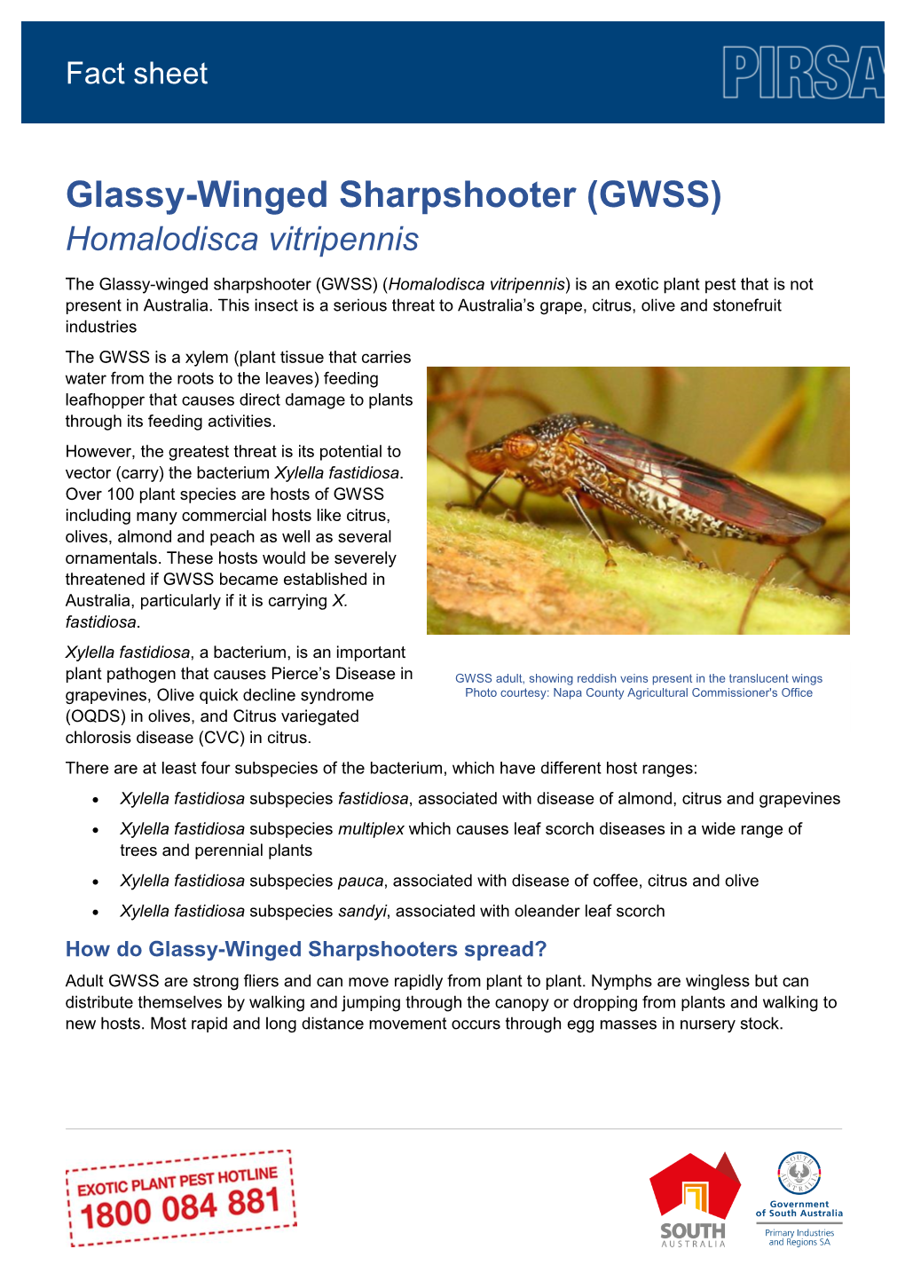 Glassy-Winged Sharpshooter (GWSS) Homalodisca Vitripennis