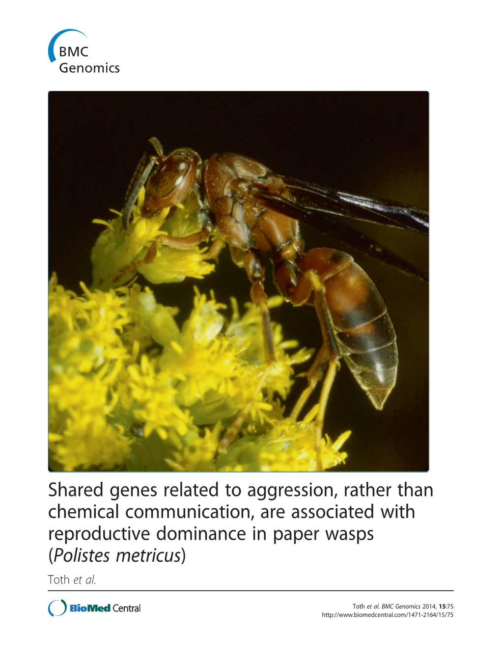 Shared Genes Related to Aggression, Rather Than Chemical Communication, Are Associated with Reproductive Dominance in Paper Wasps (Polistes Metricus) Toth Et Al