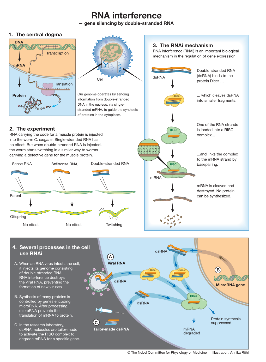 RNA Interference — Gene Silencing by Double-Stranded RNA