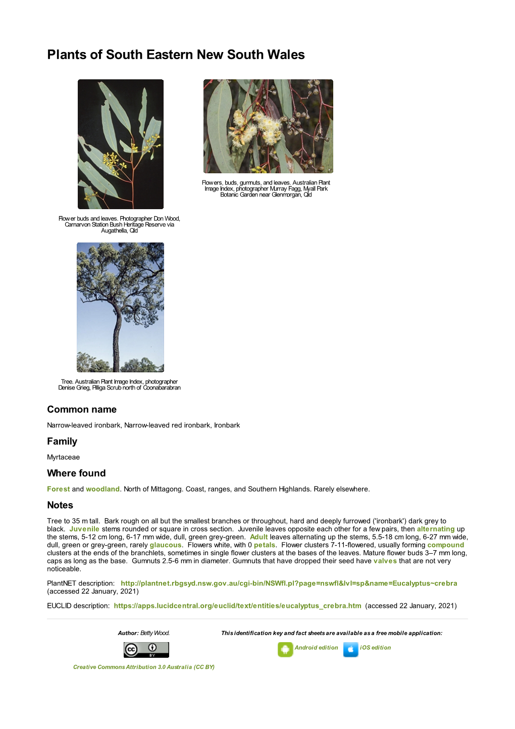Eucalyptus Crebra