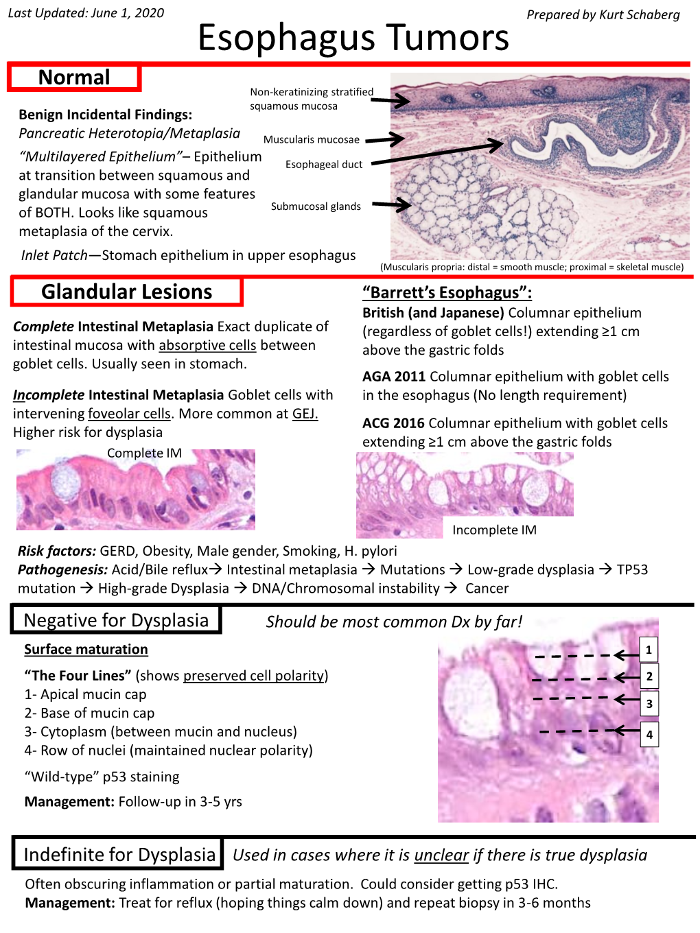 Esophagus Tumors Normal Non-Keratinizing Stratified Squamous Mucosa Benign Incidental Findings: Pancreatic Heterotopia/Metaplasia Muscularis Mucosae