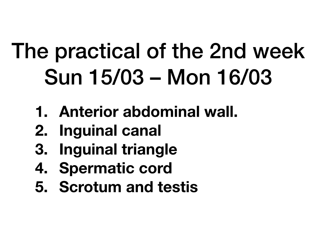 Anterior Abdominal Wall. 2