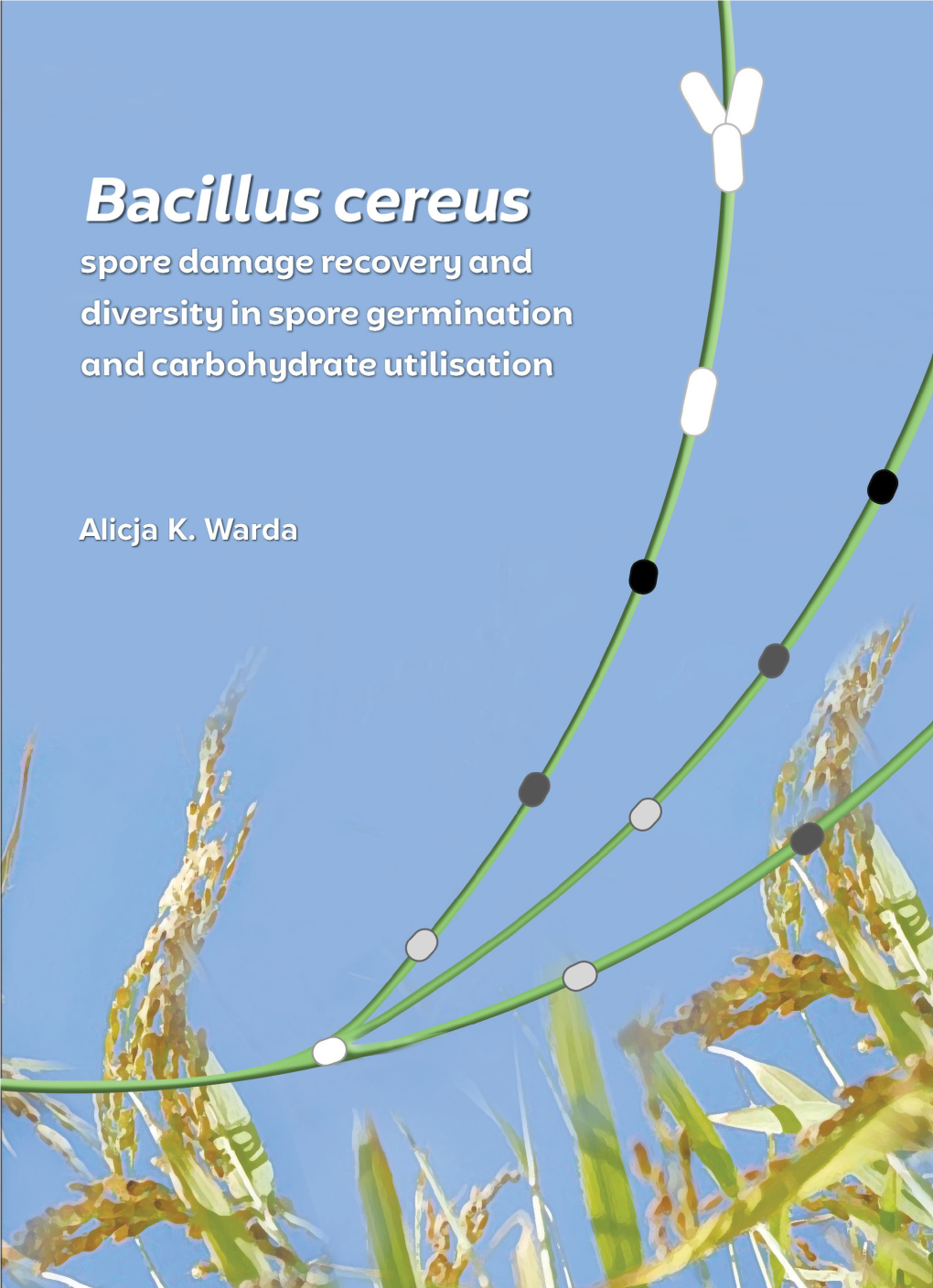 Bacillus Cereus Spore Damage Recovery and Diversity in Spore Germination and Carbohydrate Utilisation