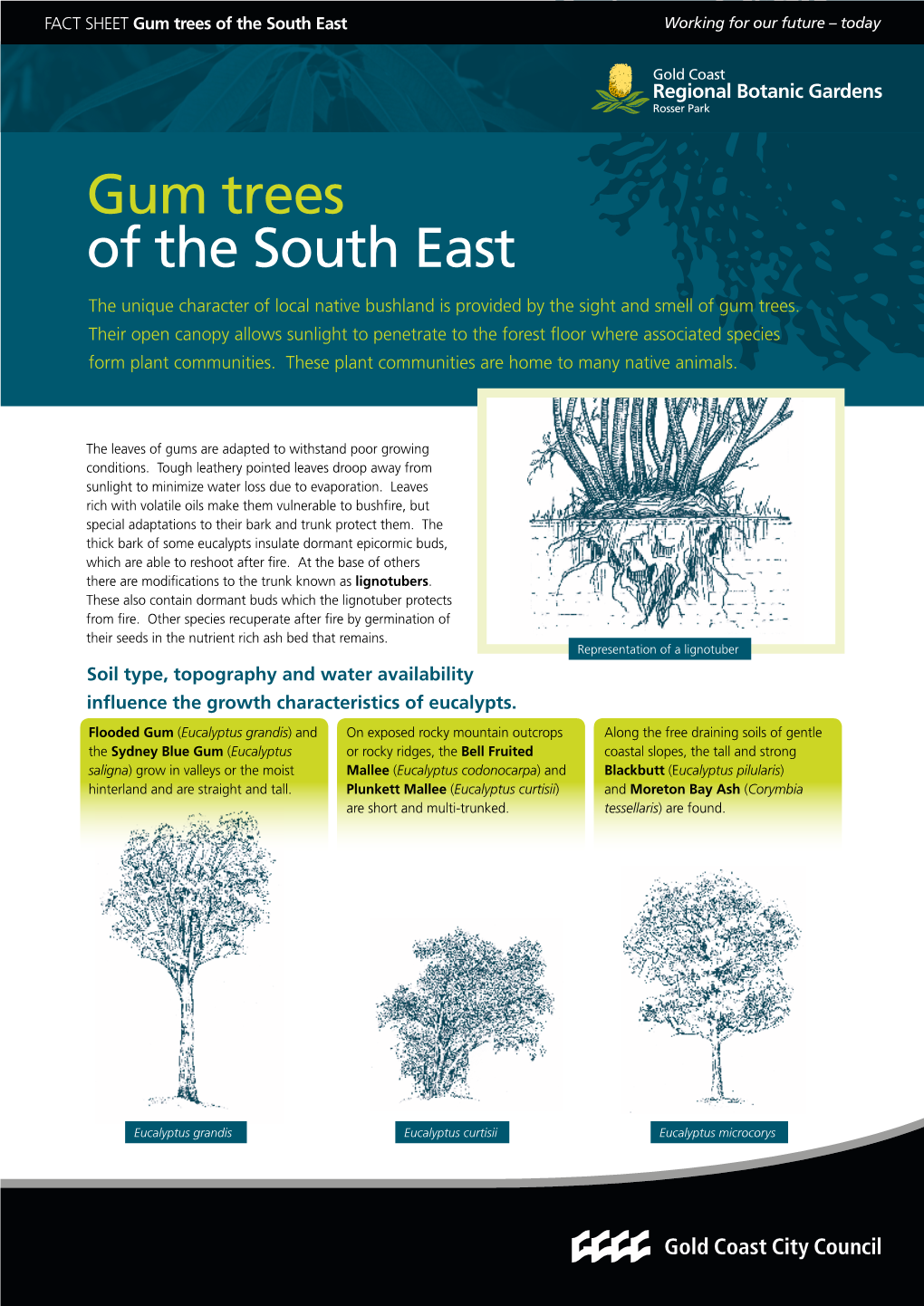 Gum Trees of the South East Working for Our Future – Today