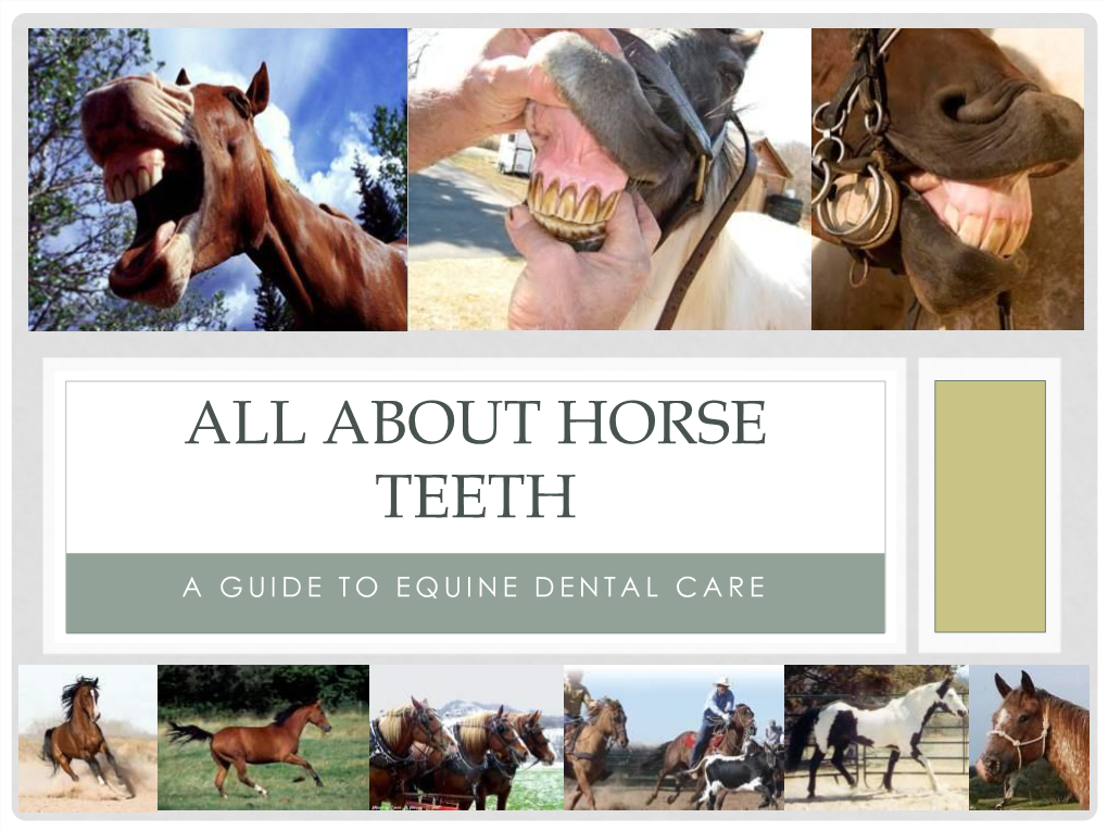 About Horse Teeth