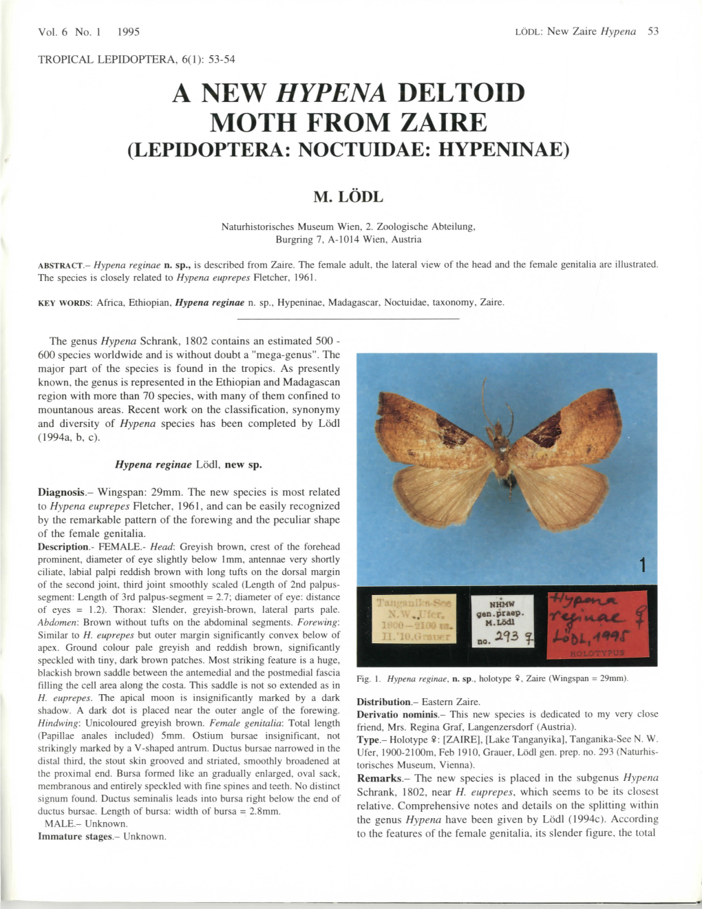 A New Hypena Deltoid Moth from Zaire (Lepidoptera: Noctuidae: Hypeninae)
