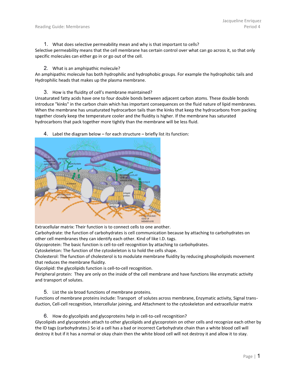 Reading Guide: Membranes Period 4