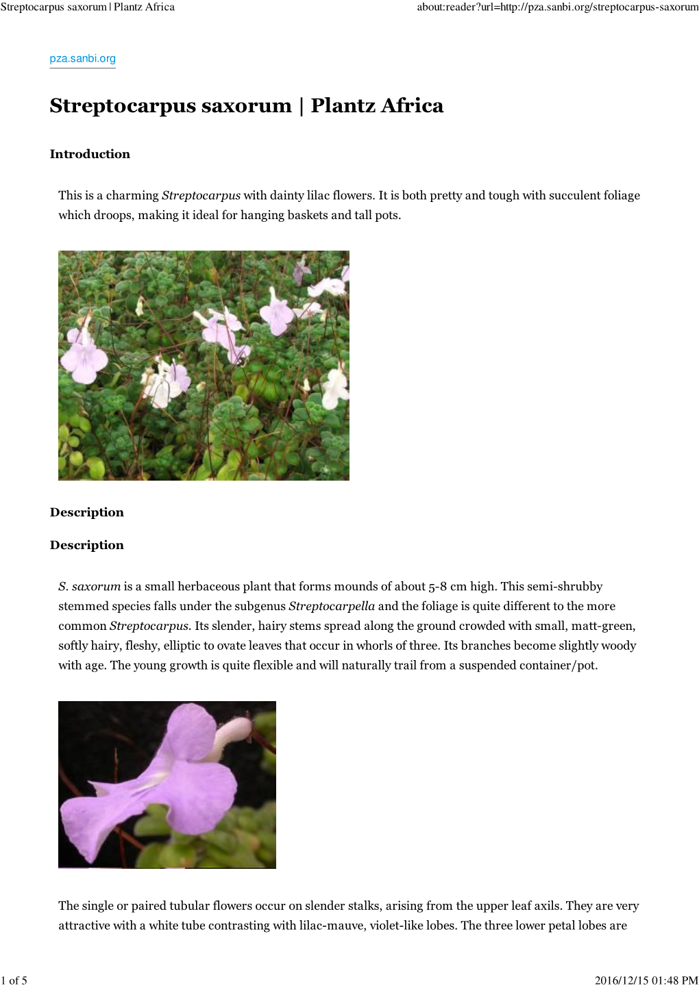 Streptocarpus Saxorum | Plantz Africa About:Reader?Url=