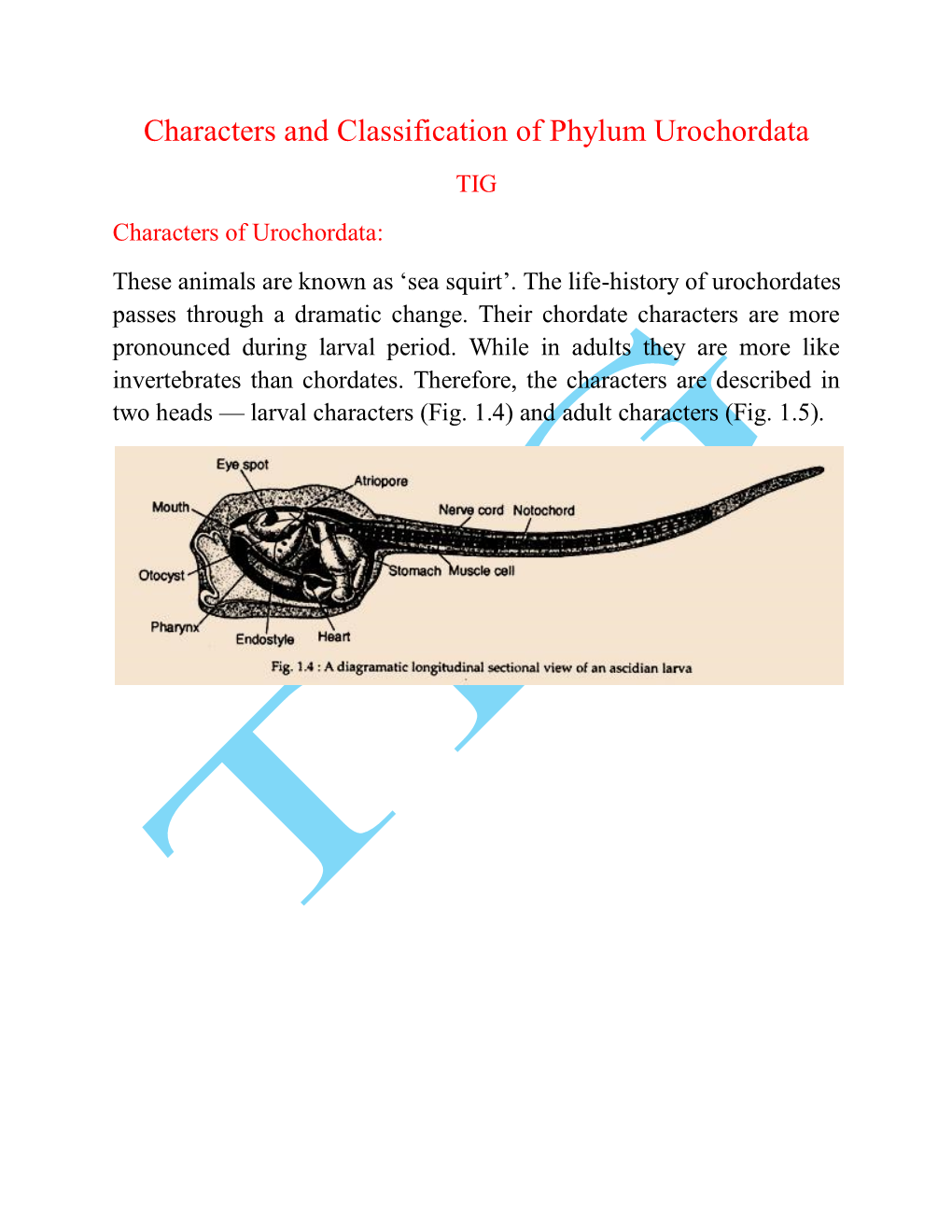 Characters and Classification of Phylum Urochordata TIG Characters of Urochordata: These Animals Are Known As ‘Sea Squirt’