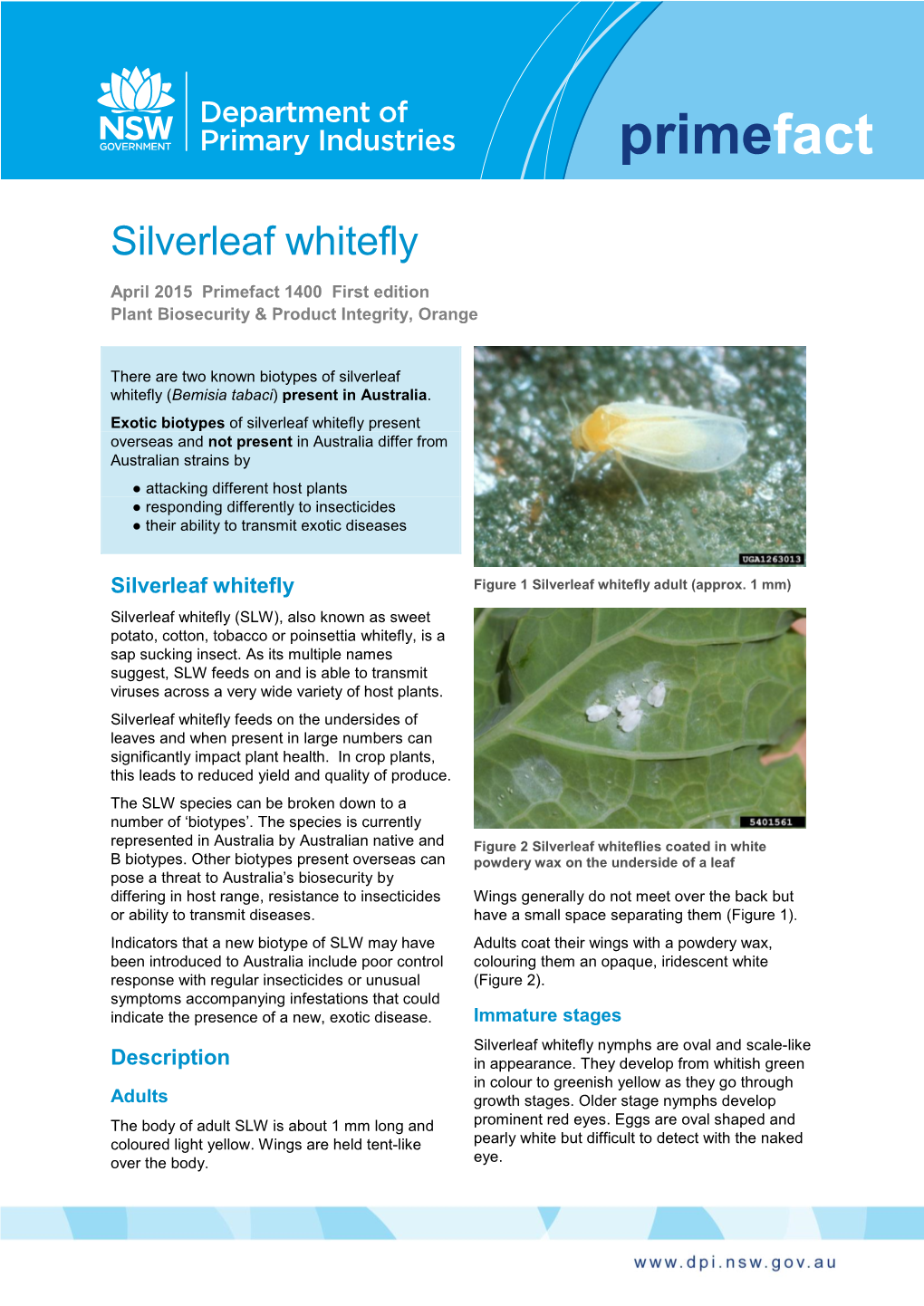 Silverleaf Whitefly